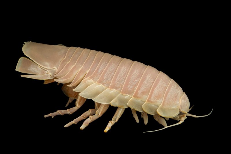 Мокриц (Oniscidea)