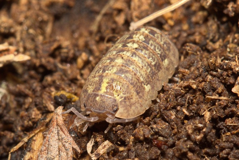 Porcellio expansus