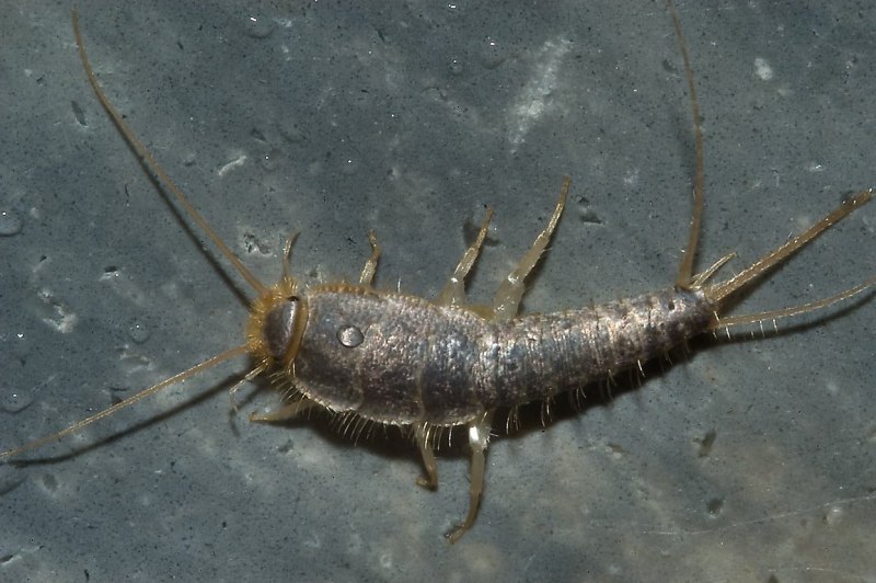 Мокриц (Oniscidea)