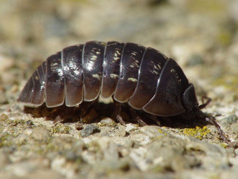 Мокрицы Porcellio laevis Orange