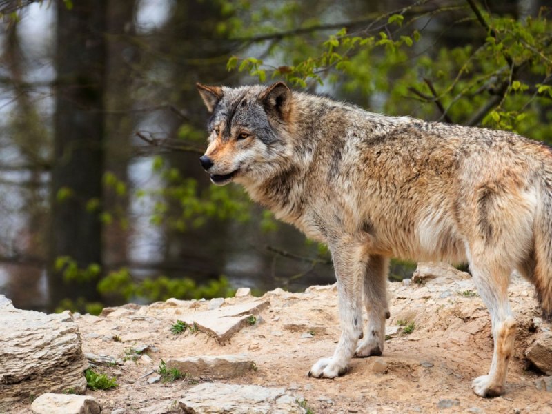 Русский волк (canis Lupus communis)