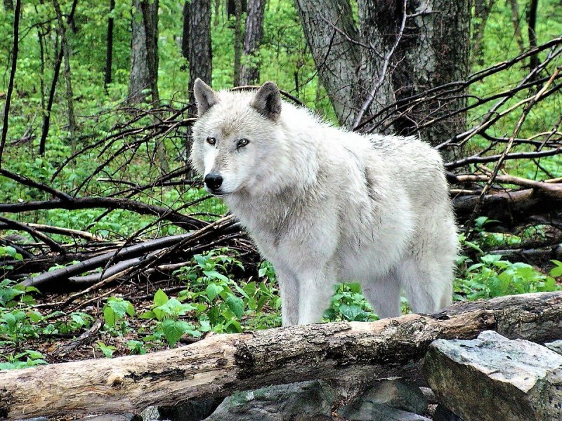 Волк (лат. Canis Lupus)