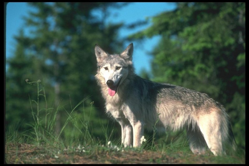 Волк canis Lupus