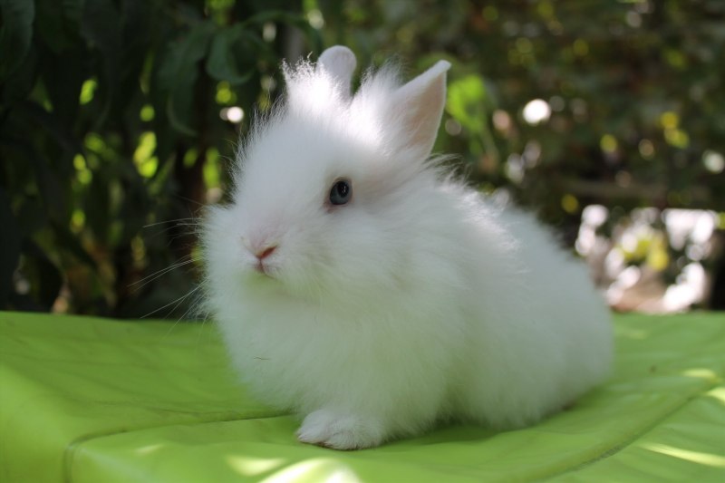Кролик пушистый белый (63 фото)