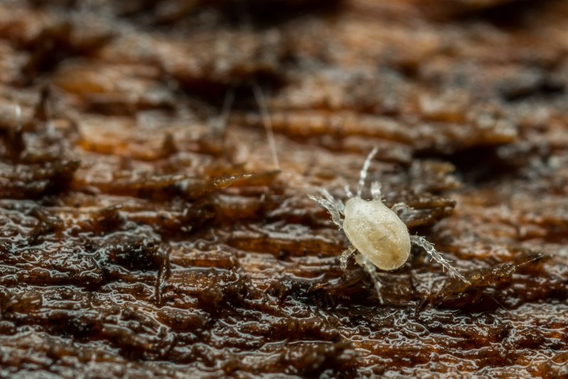 Мышиный клещ Allodermanyssus sanguineus