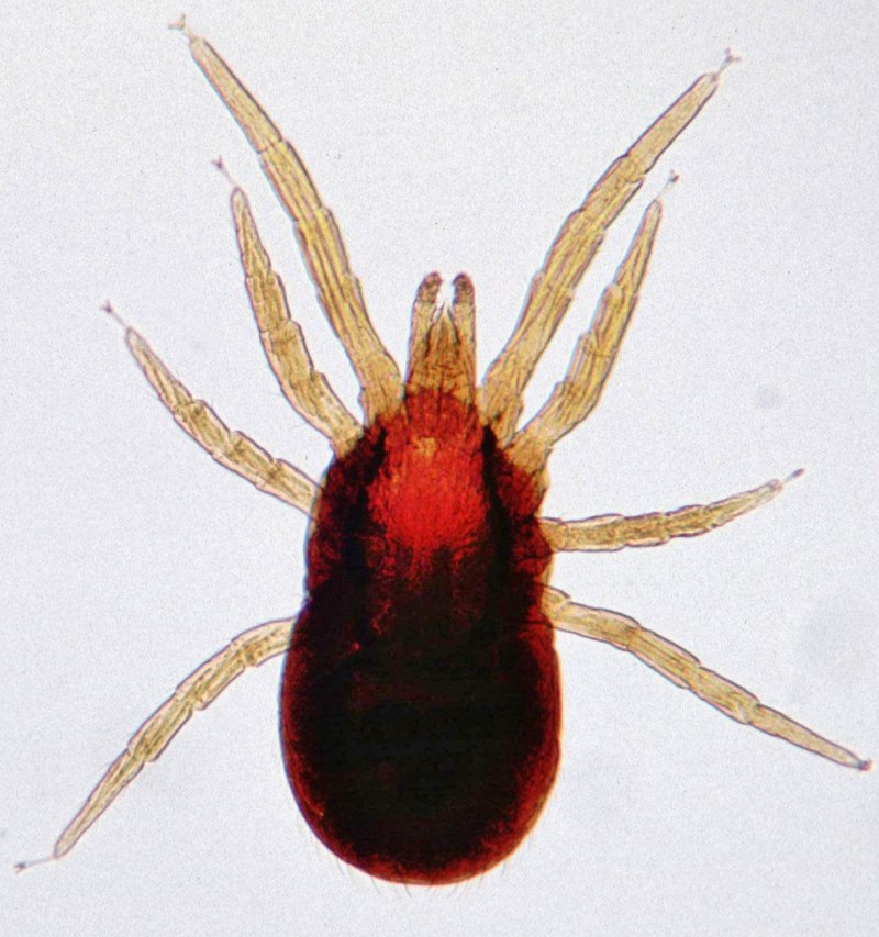 Куриный клещ (Dermanyssus gallinae)