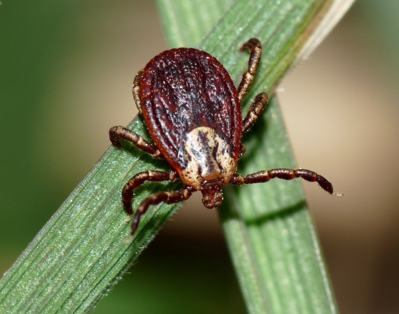 Клещ Rhipicephalus