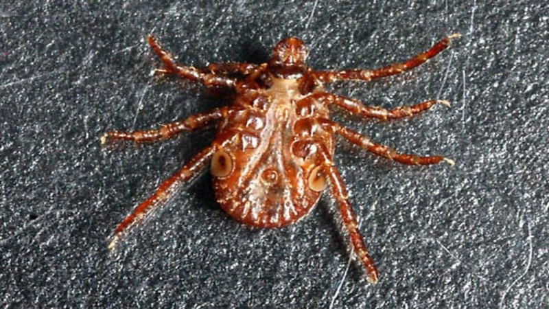 Alveonasus Lahorensis