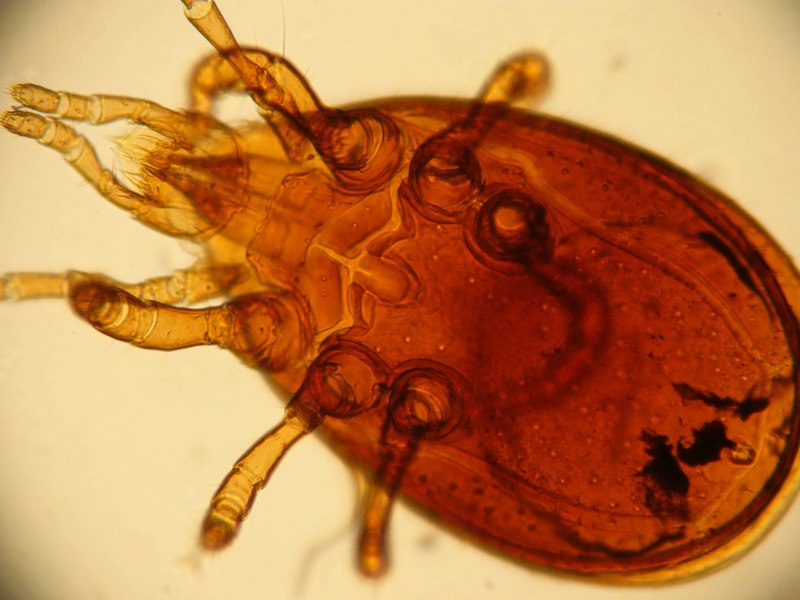 Мышиный клещ Allodermanyssus sanguineus
