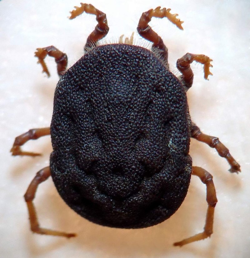 Гамазовый клещ Ornithonyssus bacoti