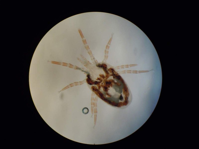 Крысиный клещ Ornithonyssus bacoti