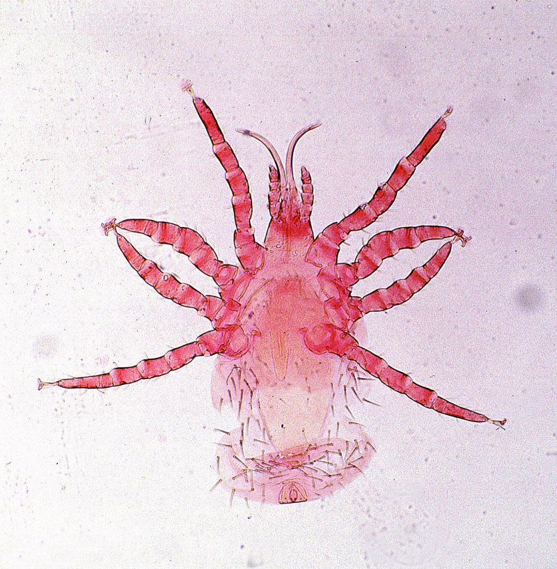 Eurotium cristatum