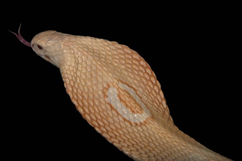 Королевский питон Albino