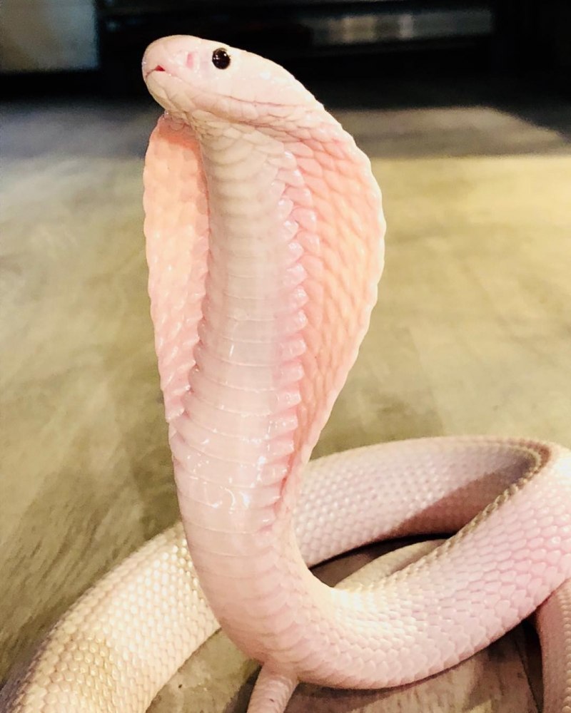 Nightfox White Cobra