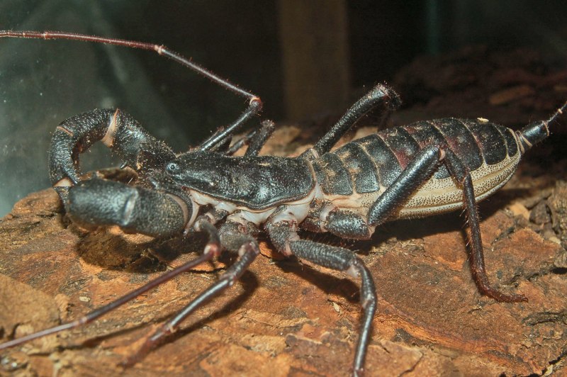 Thelyphonus pumhomii