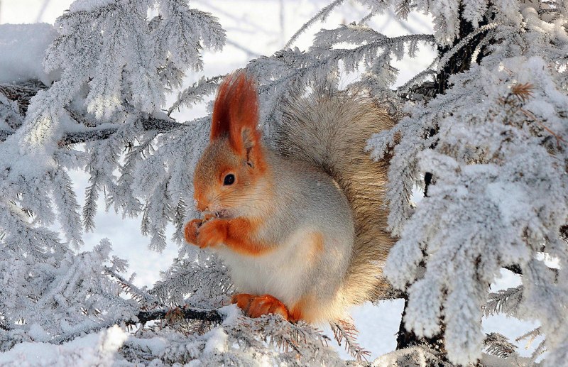 Животные зимой