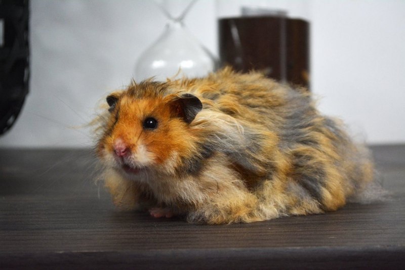 Королевский ангорский хомяк