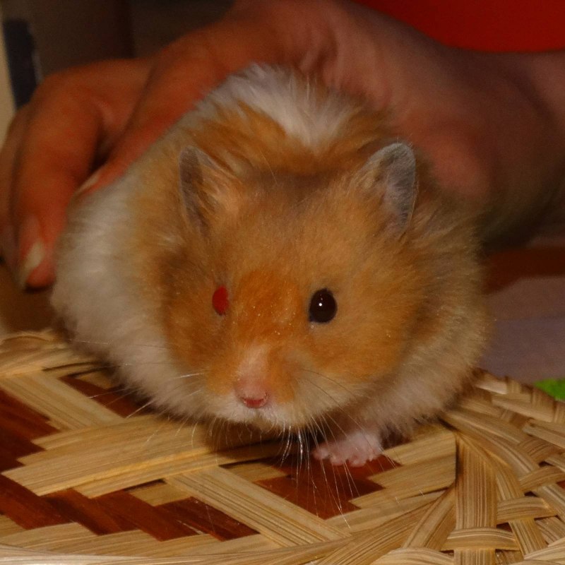 Персидский хомяк