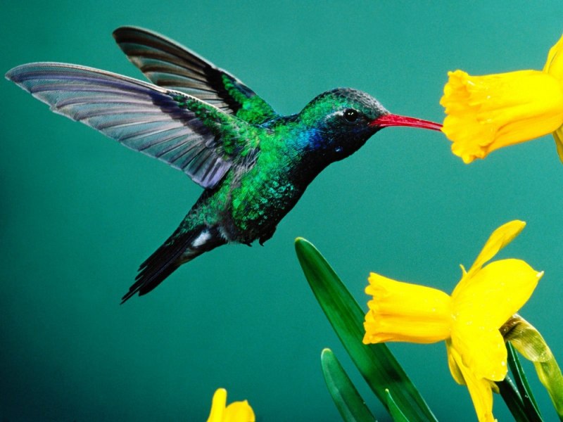 Колибри trochilidae