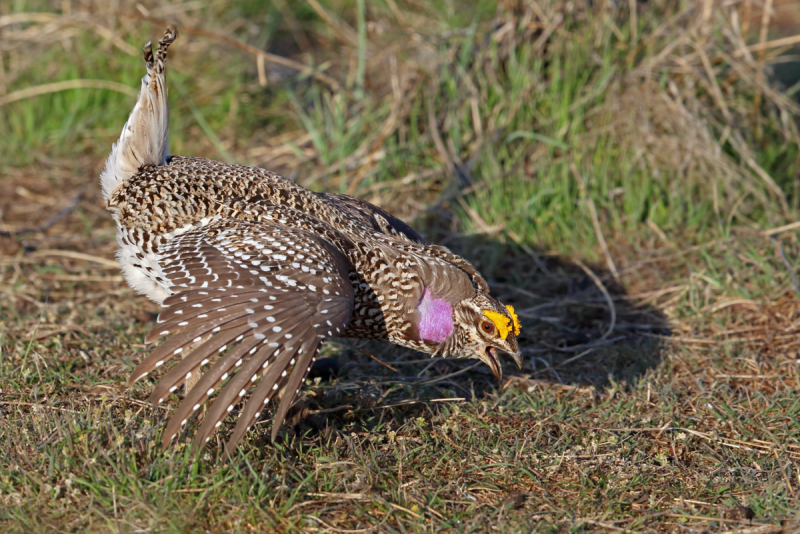 Tympanuchus pallidicinctus