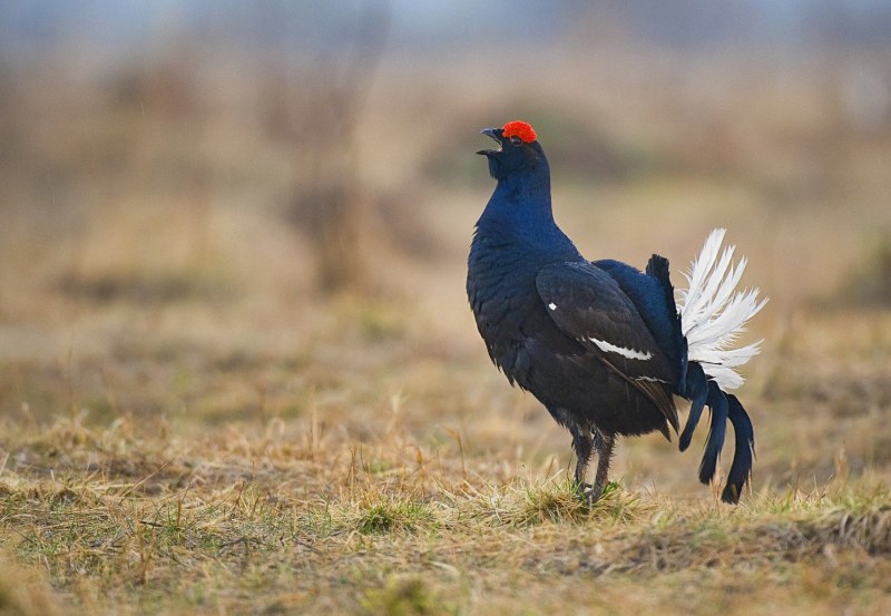 Тетерев шалфейный (Centrocercus urophasianus)