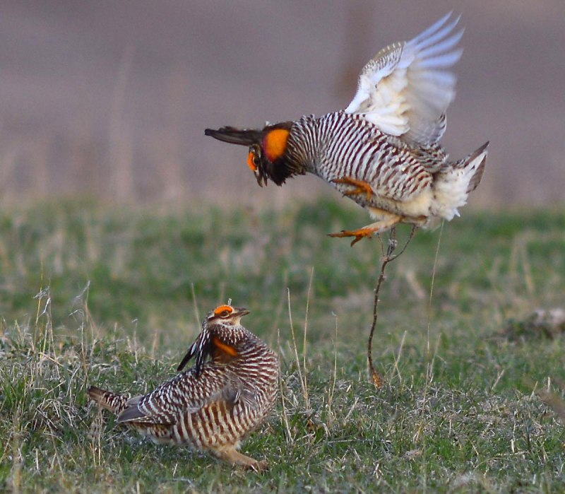 Greater Prairie Chicken