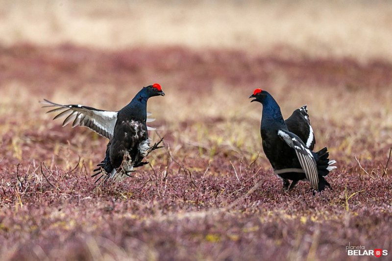 Great Sage Grouse