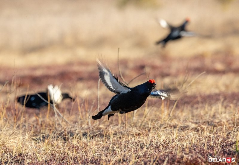 Prairie Chicken