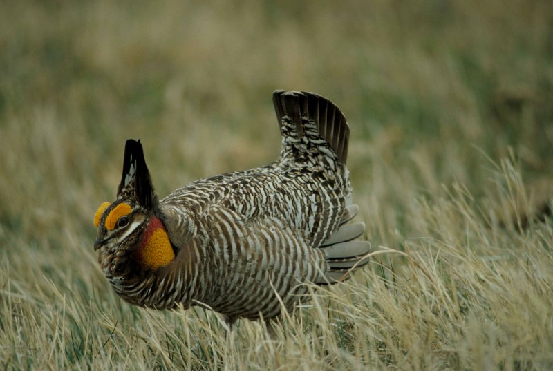Tympanuchus phasianellus