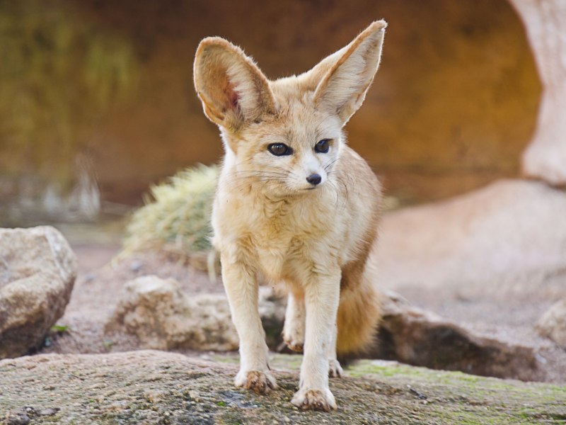 Fennec Fox