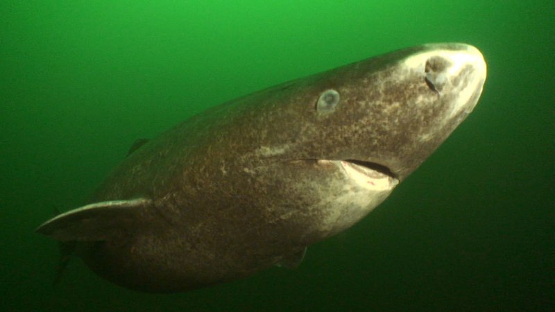 Гигантская акула Cetorhinus Maximus