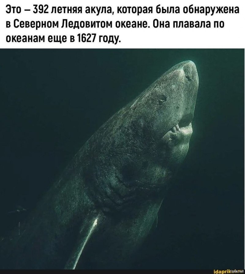 Северная гренландская акула