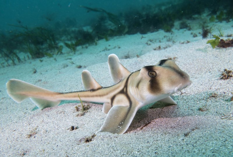 Heterodontus portusjacksoni