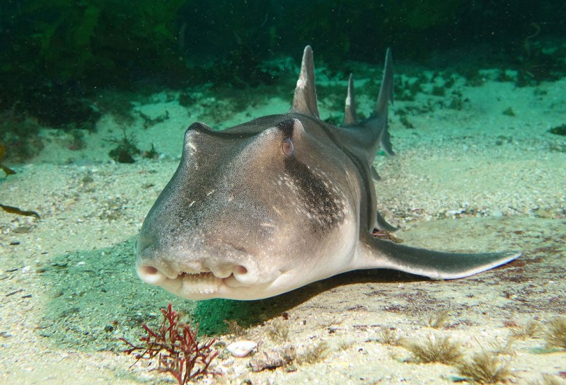 Австралийская акула (74 фото)