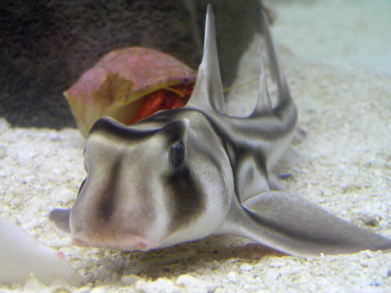 Isurus hastalis