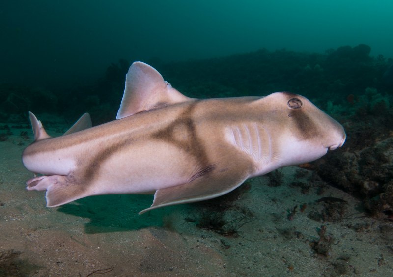 Heterodontus portusjacksoni