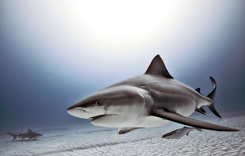 Cephaloscyllium laticeps