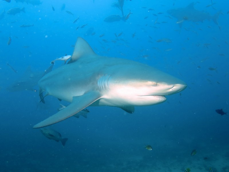 Heterodontus galeatus