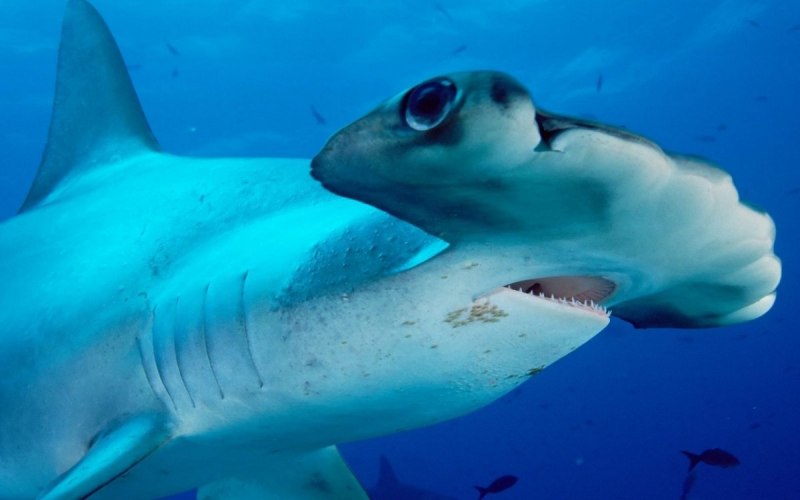 Никарагуанская акула Carcharhinus nicaraguensis