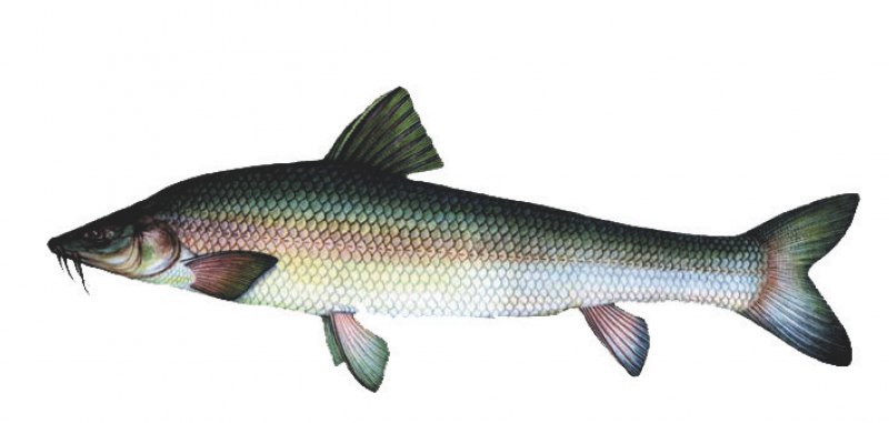 Канальный сомик Ictalurus punctatus