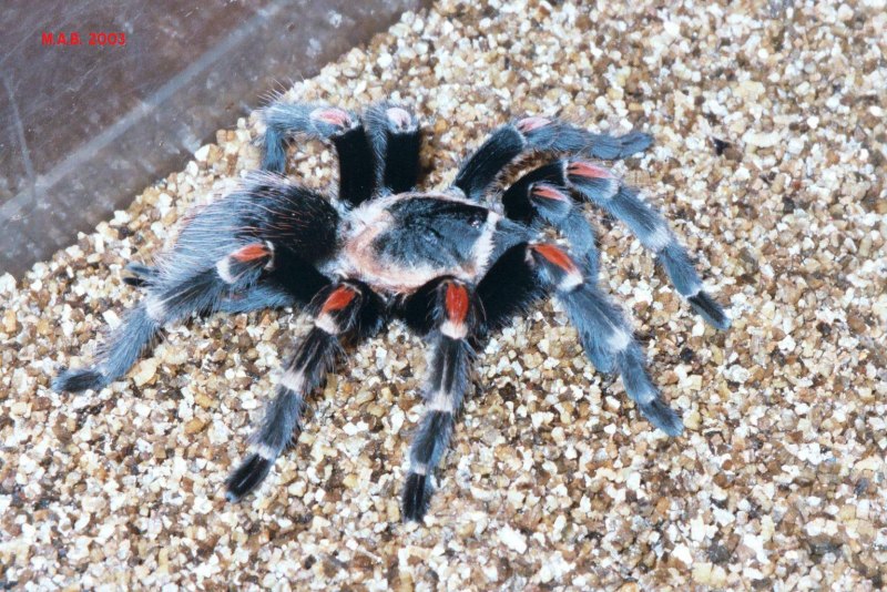 Brachypelma auratum Тарантул
