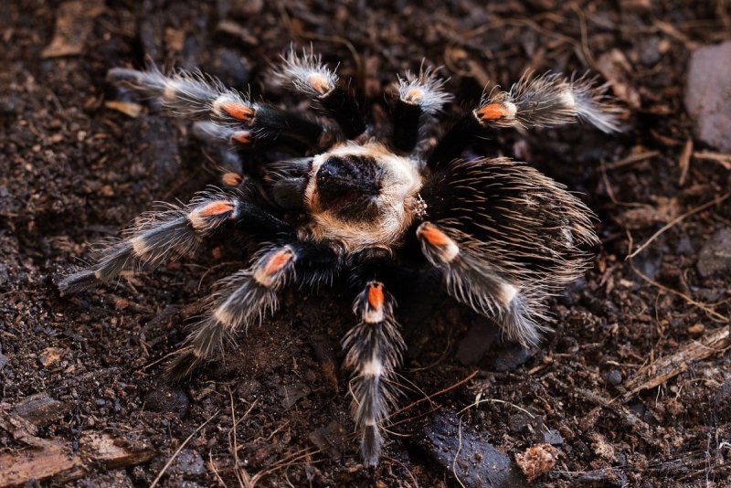 Brachypelma auratum Тарантул