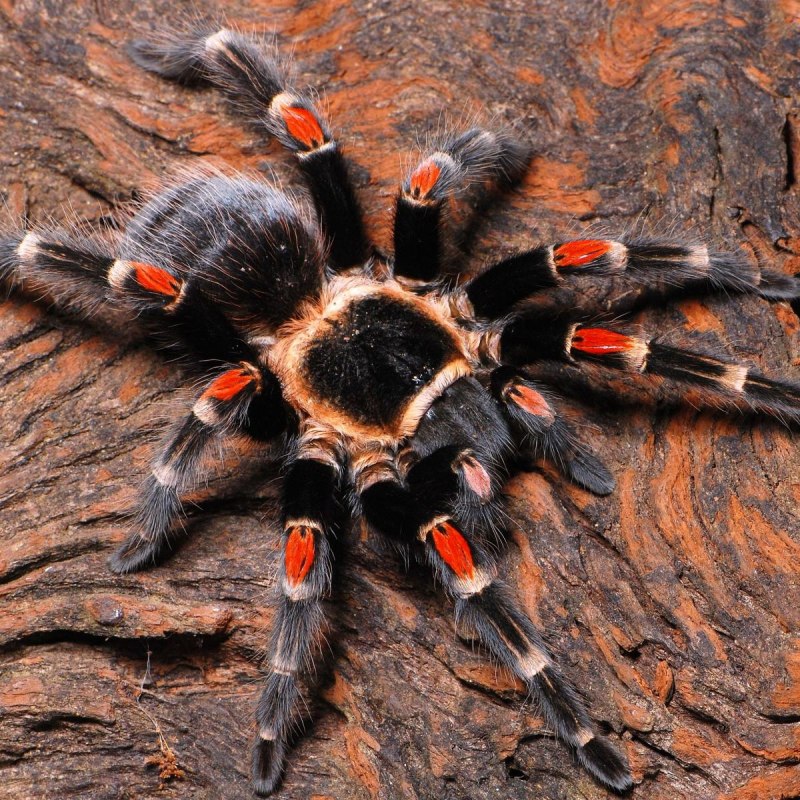 Brachypelma auratum Тарантул
