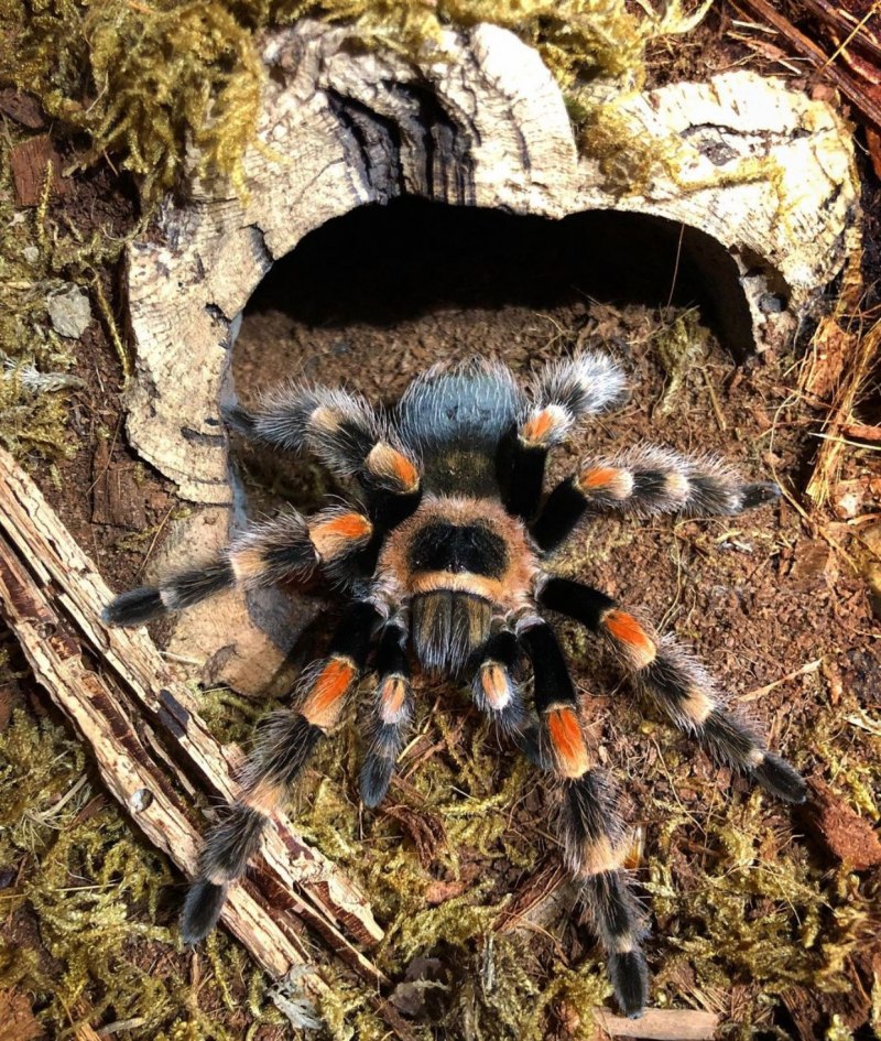Typhochlaena seladonia
