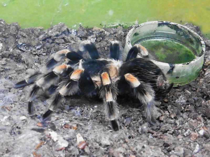 Brachypelma kahlenbergi