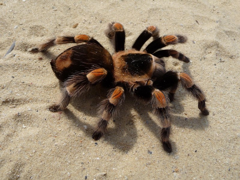 Brachypelma auratum характер