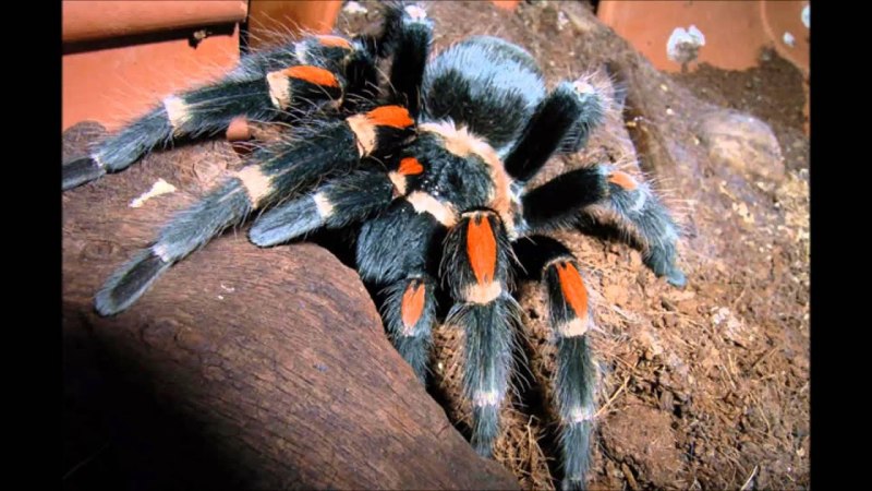 Brachypelma auratum купить