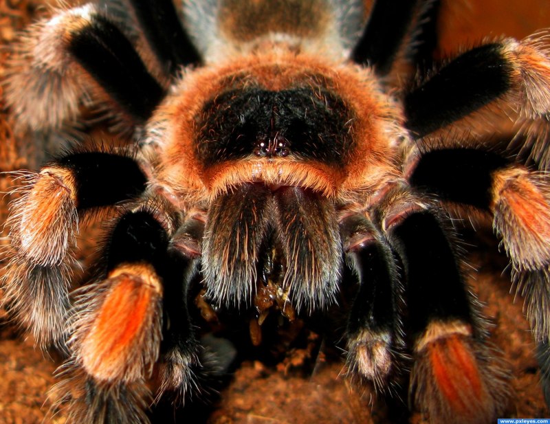 Brachypelma альбицепс
