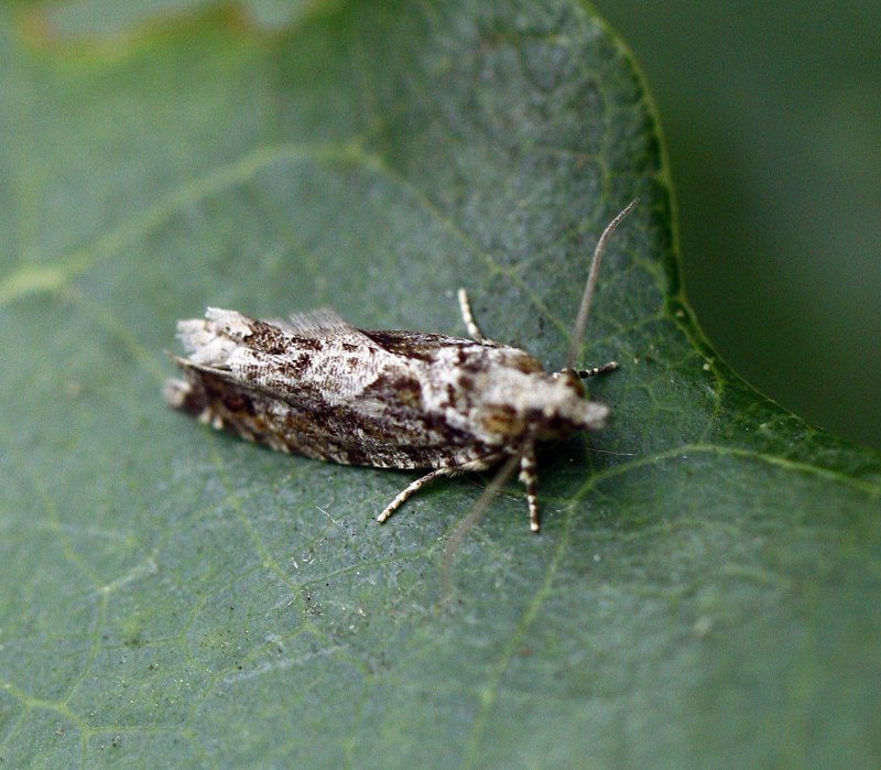 Gluphisia crenata