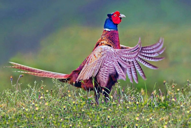 Зарафшанский фазан